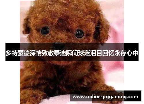多特蒙德深情致敬泰迪瞬间球迷泪目回忆永存心中
